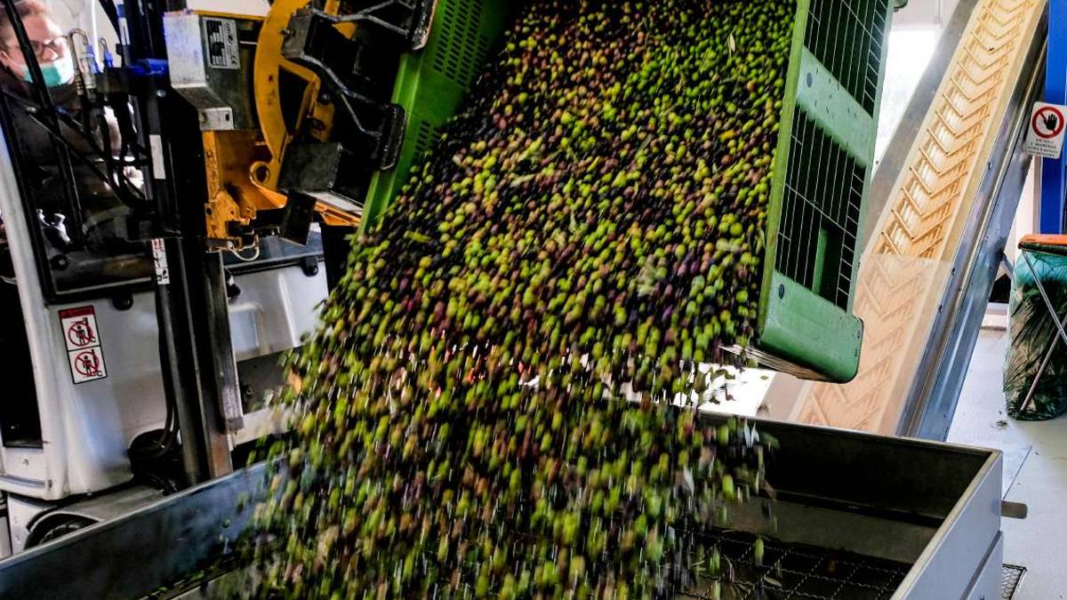 Olio, il caro bollette minaccia un'annata molto buona