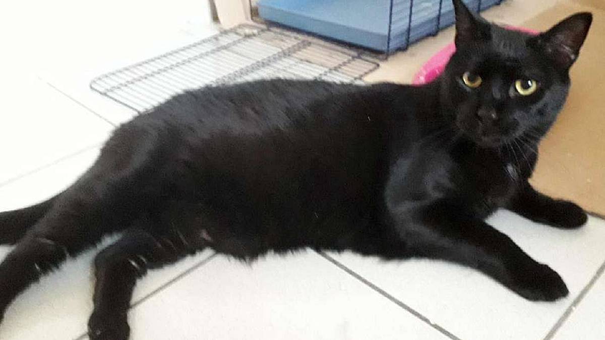 Baghera cerca casa