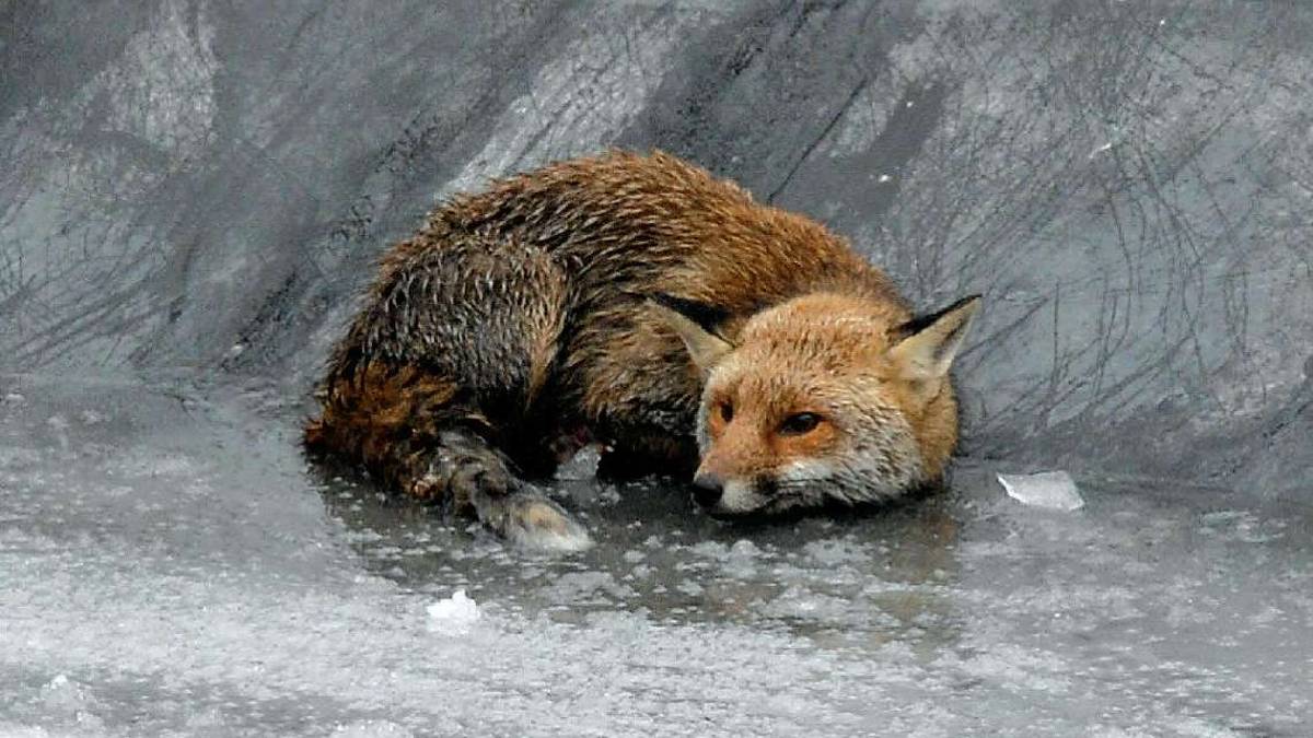 Ravenna, non solo nutrie da abbattere: anche le volpi finiscono nel mirino