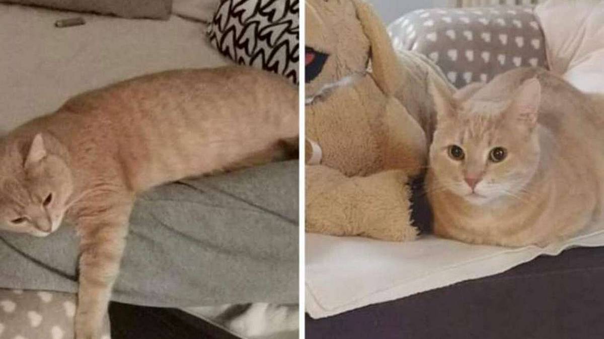 Gatto scomparso