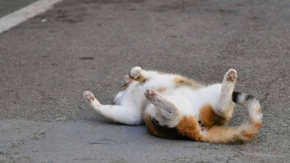 Ravenna, geloso della moglie, le ammazza il gatto: Vuoi più bene a lui che a me