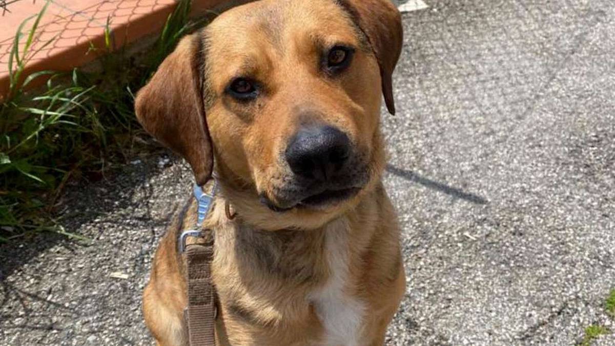 Spike, adozione sfumata