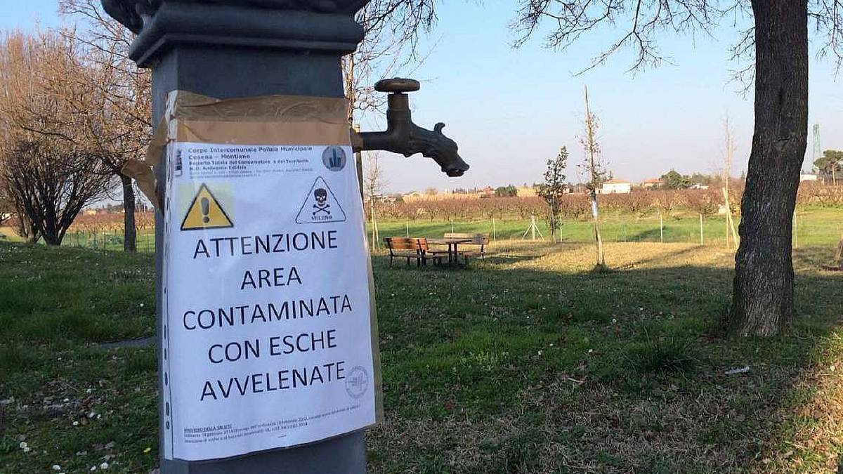 Dieci cani morti avvelenati a Montiano: 61enne assolto dopo 6 anni