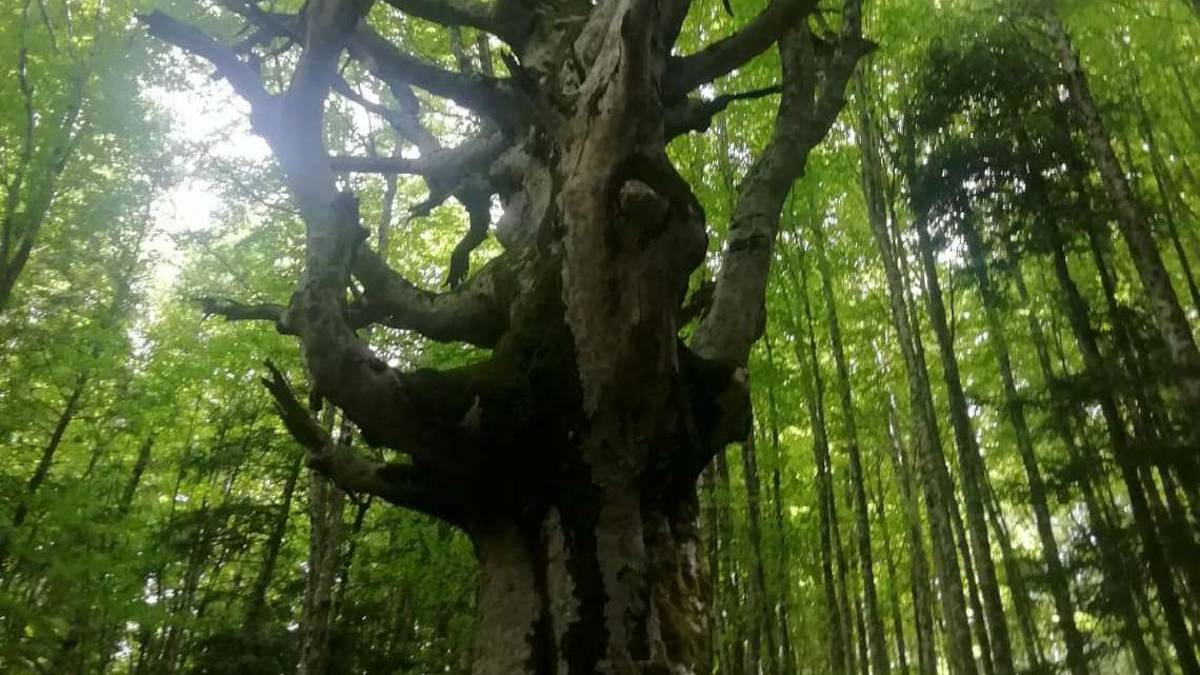 Valle Savio, nasce la Green Community da 5,2 milioni