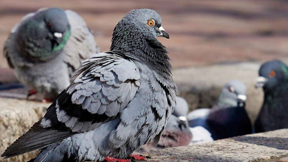 Ravenna, dà da mangiare ai piccioni: anziana finisce in tribunale