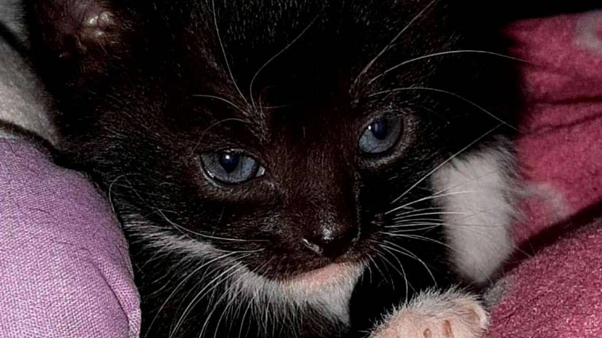 Silvestro è pronto a fare le fusa
