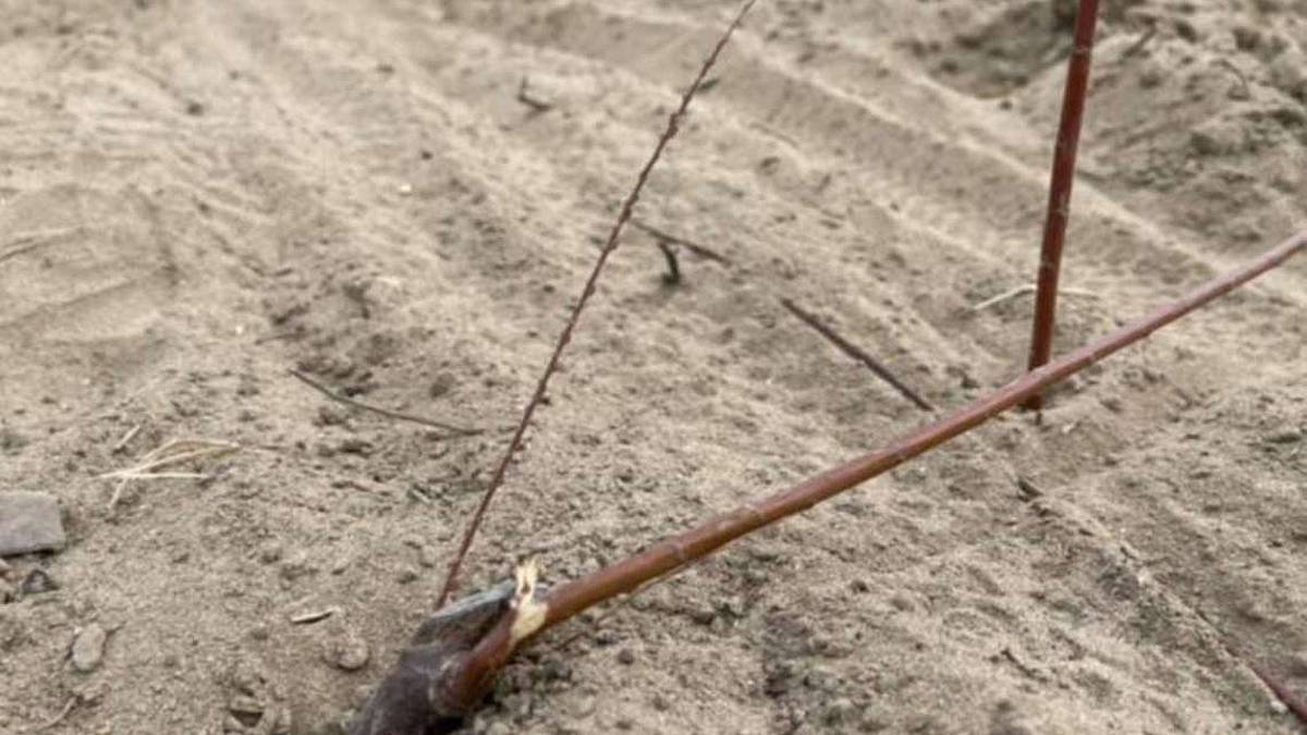 Ravenna, piante e dune devastate dai ciclisti a Lido di Dante