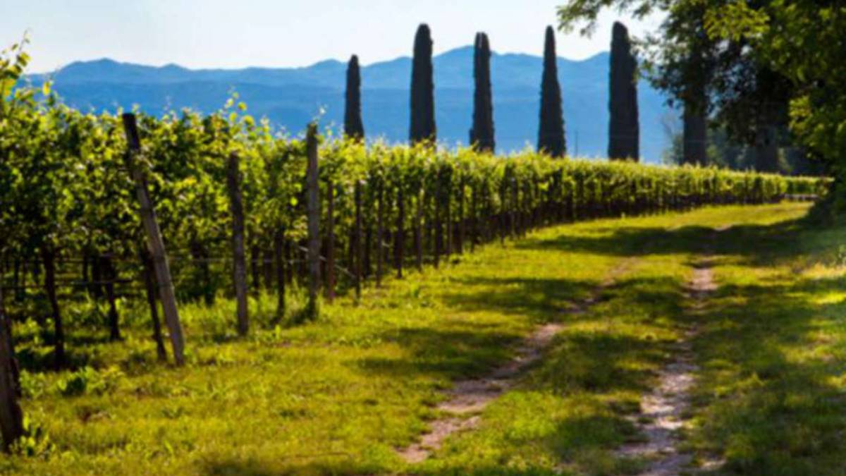 Lis Neris la perla del Friuli, in vigna da 140 anni