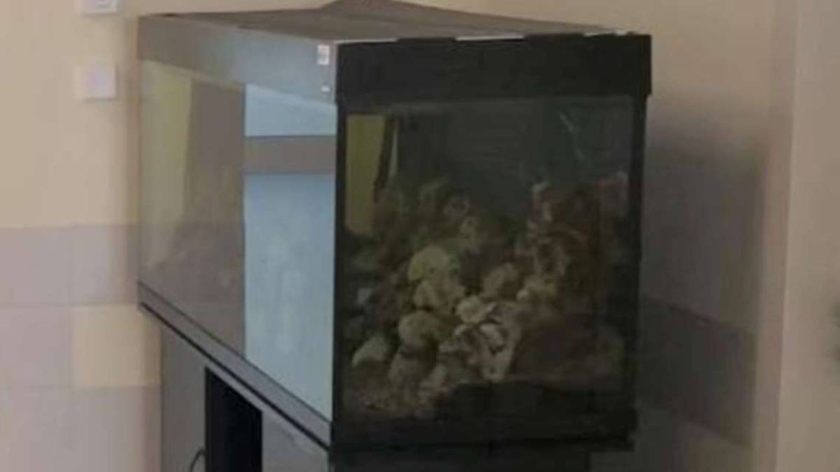 Ucciso Oscar, il pesce dell'acquario della Pediatria di Rimini: sbattuto sul pavimento fino a ucciderlo