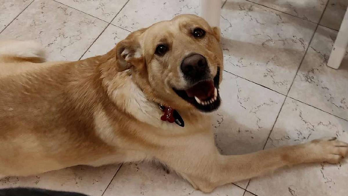 Pongo è ancora in attesa