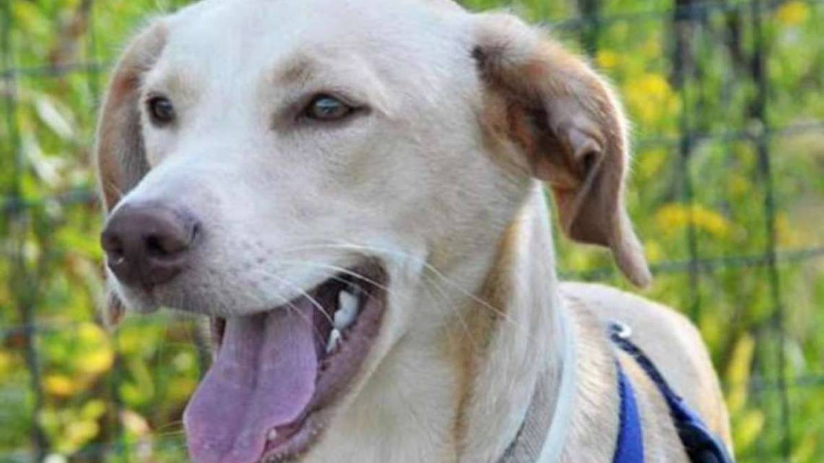 Forlì, parte il progetto di un forno crematorio per animali