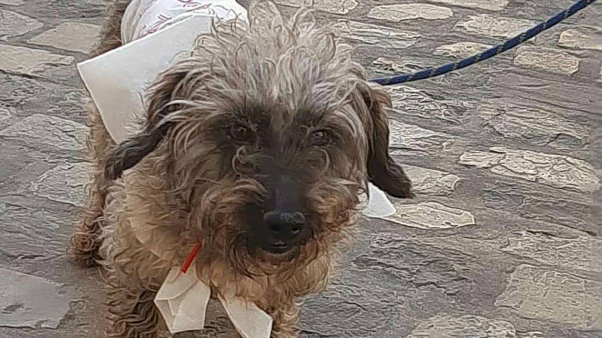 Jack, piccolo di taglia ma grande giocherellone