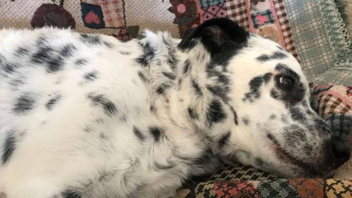 Rimini. Salva il cane dal lupo e finisce in ospedale