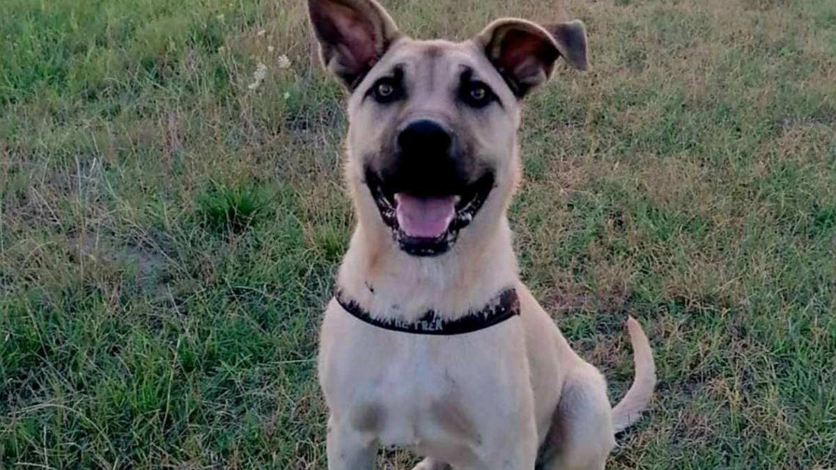 Lugo: investe e uccide cane, ma non si ferma. Caccia al pirata