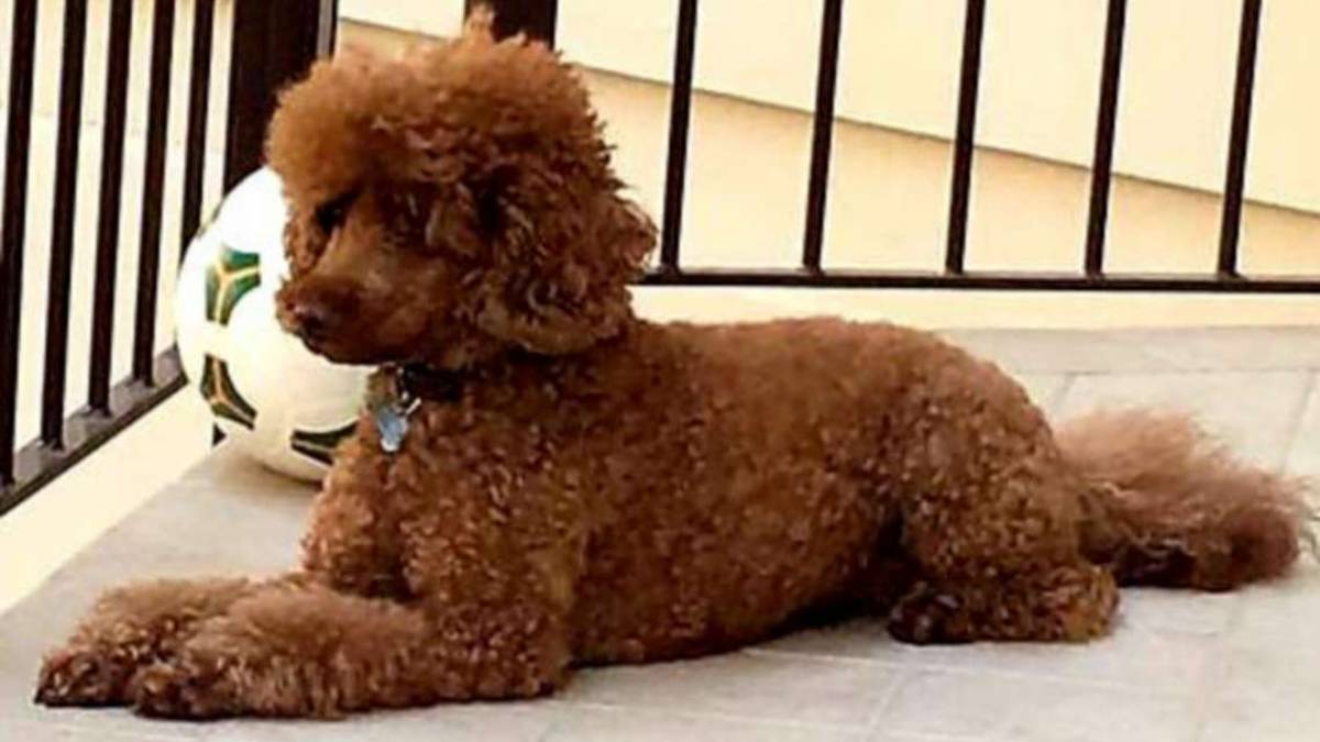 Lugo, barboncino sbranato da un pit bull mentre è in braccio alla padrona