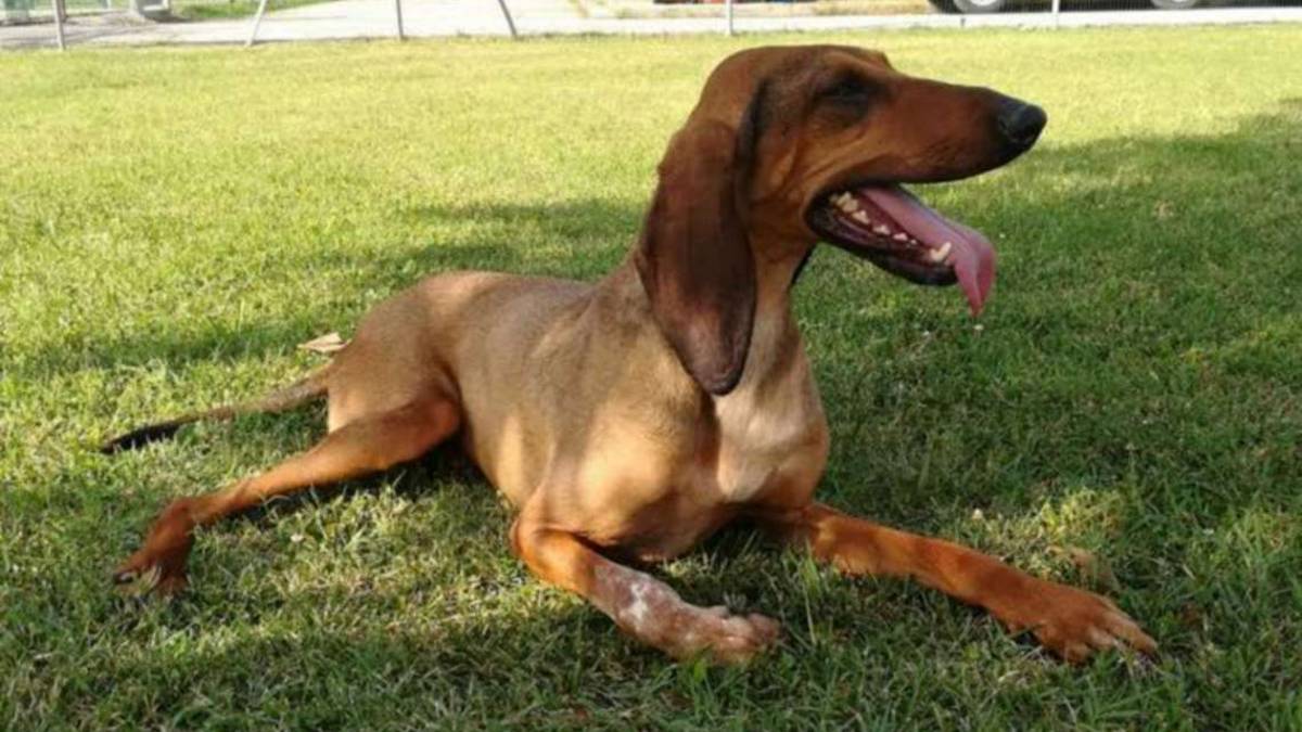 Cliff è tornato in forma e cerca una nuova casa