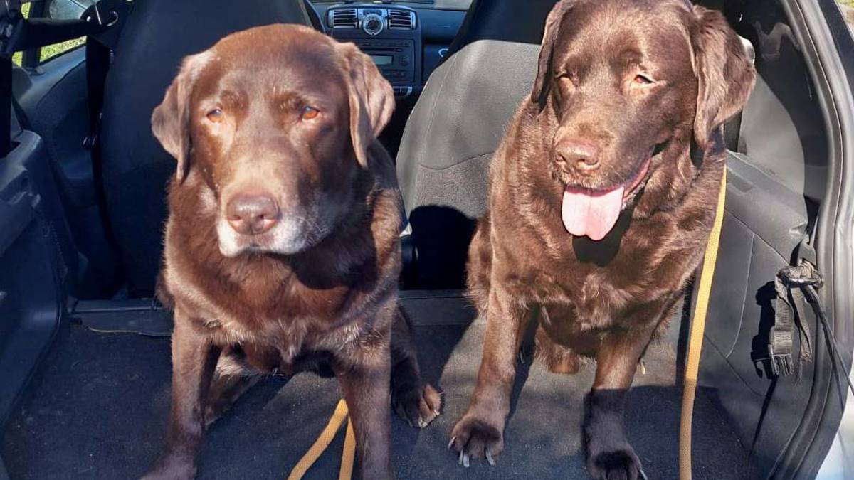 Corsa contro il tempo per Maffy e Indy