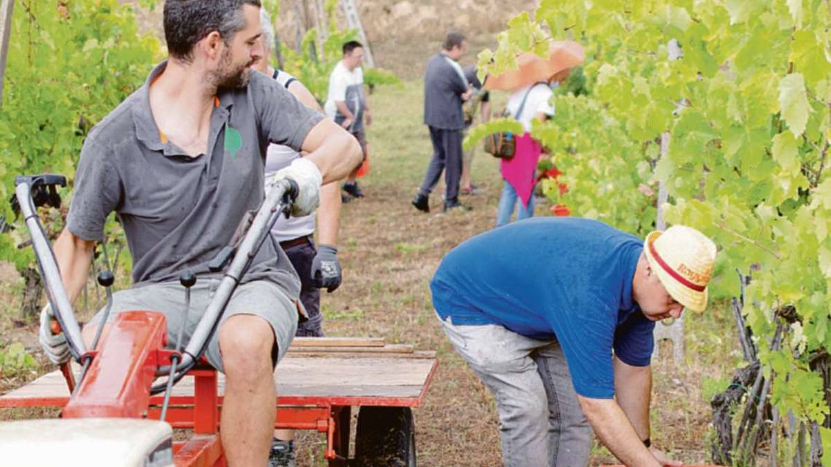Rimini. Dal rischio di emarginazione alle vigne, ecco il vinoMost