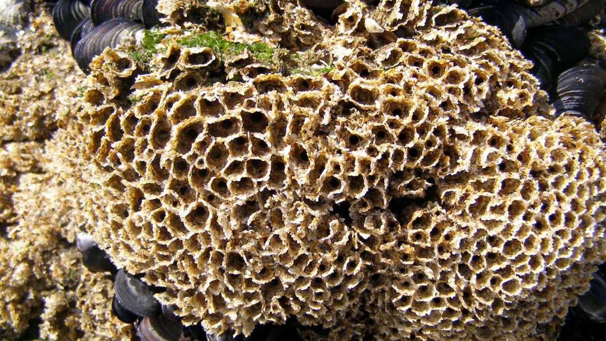 Scogliere coralline a Lido di Dante: un bel segnale per il mare