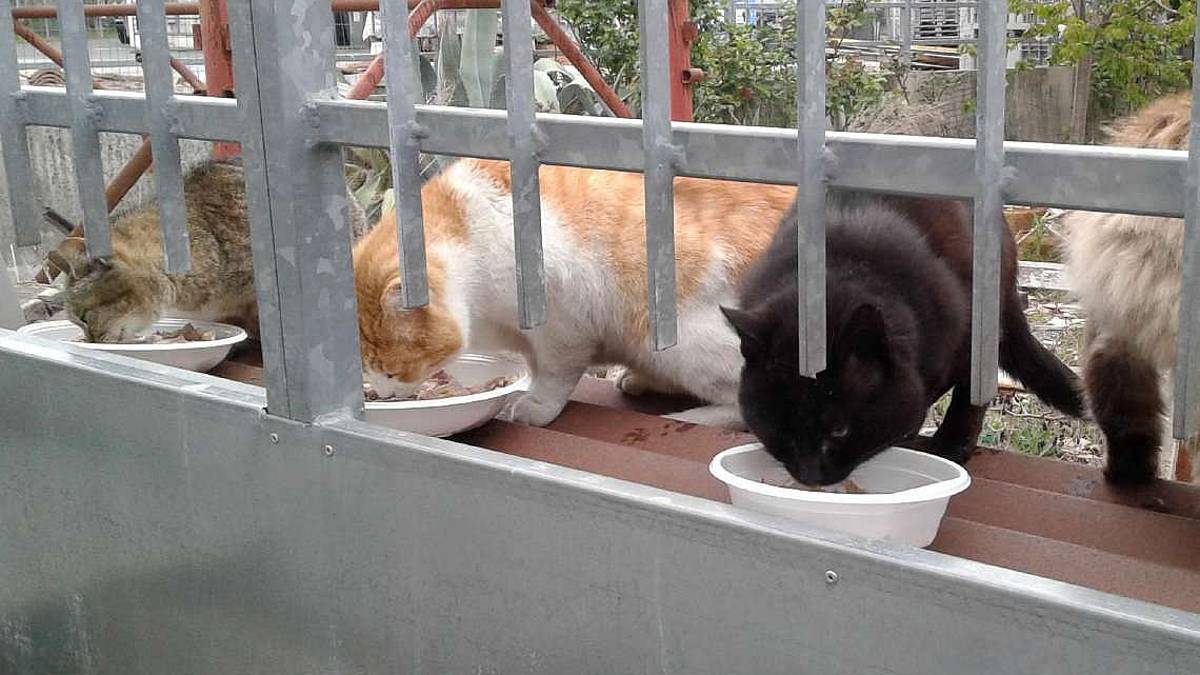 Boom di gatti randagi: a Savignano fino a 800