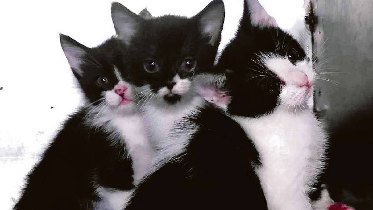 Tornano gli abbandoni, in tre cercano famiglia