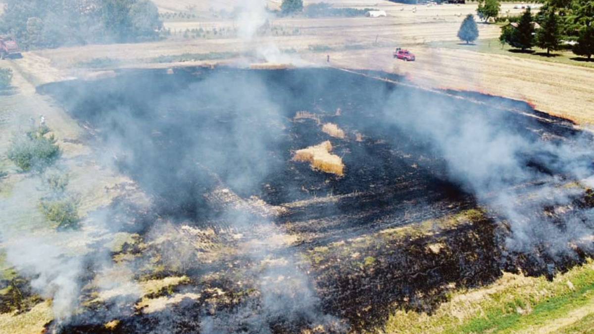 Cesena, il fuoco divampa nel fosso e incenerisce un campo di grano