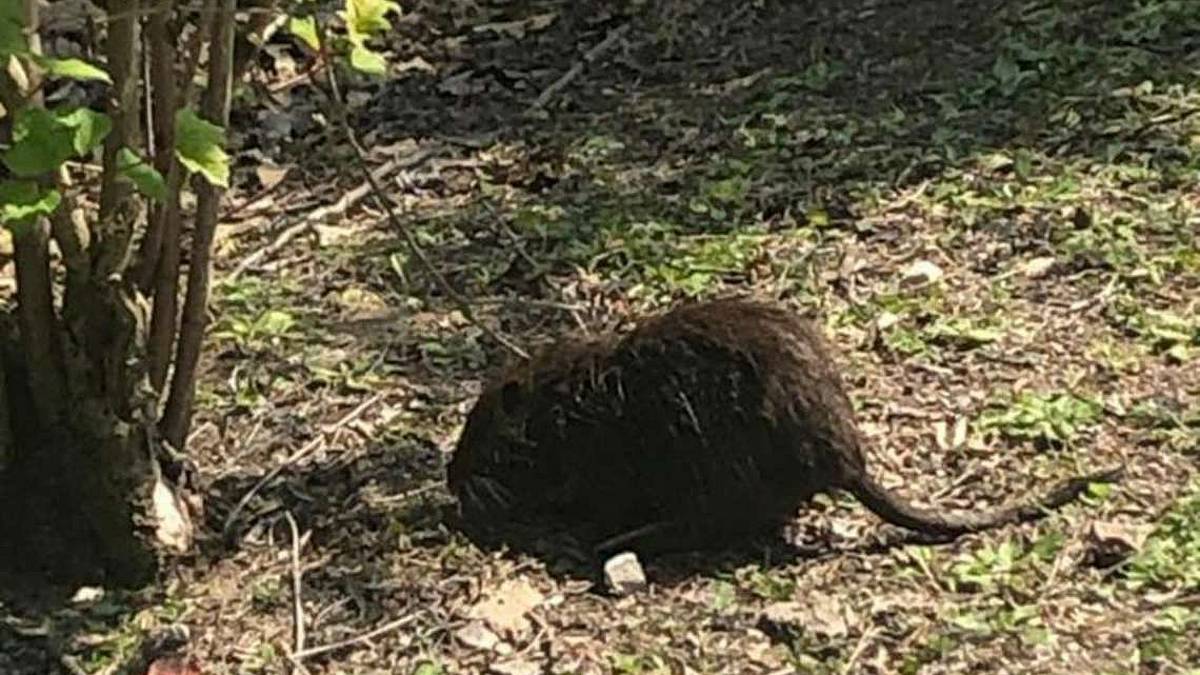Ravenna, nutrie al Parco Teodorico La Lav si offre di sterilizzarle
