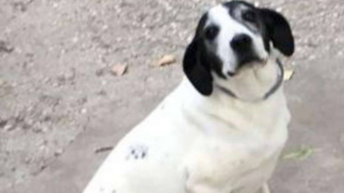 Penny cerca una famiglia