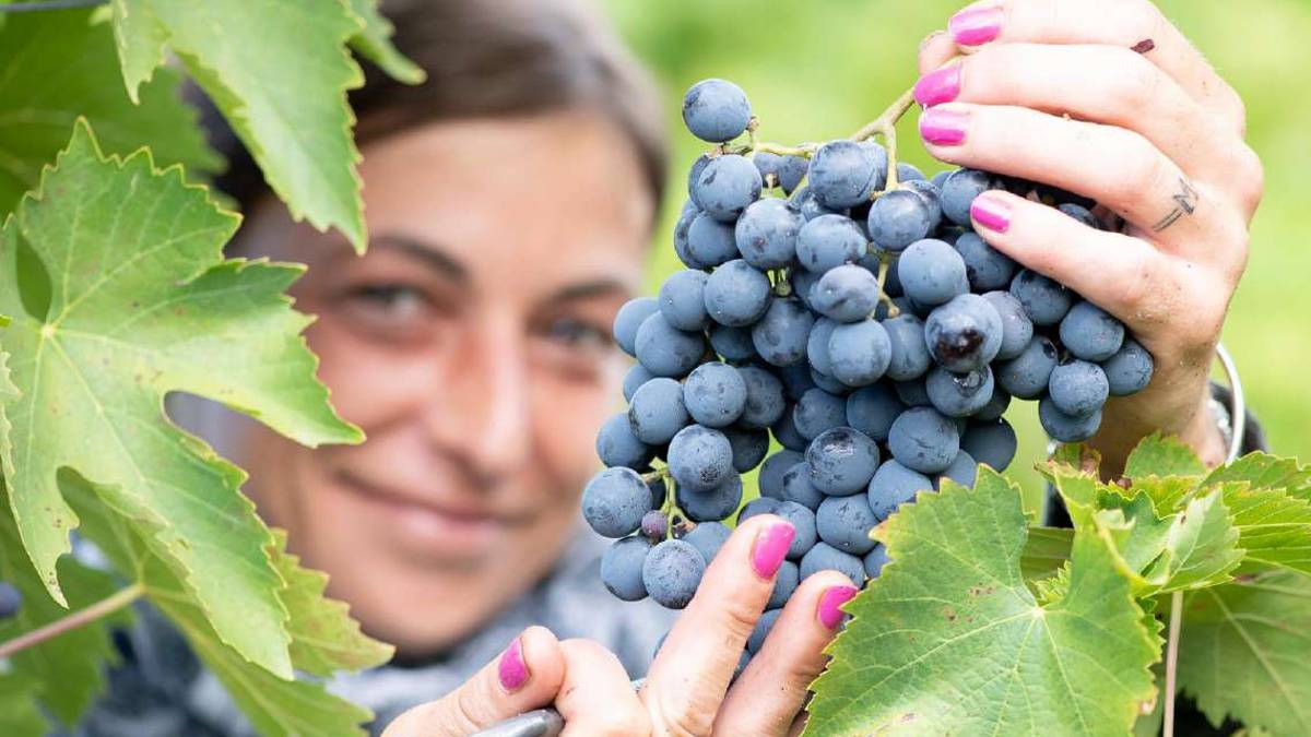 Tagli bordolesi romagnoli, Ecco la mia selezione