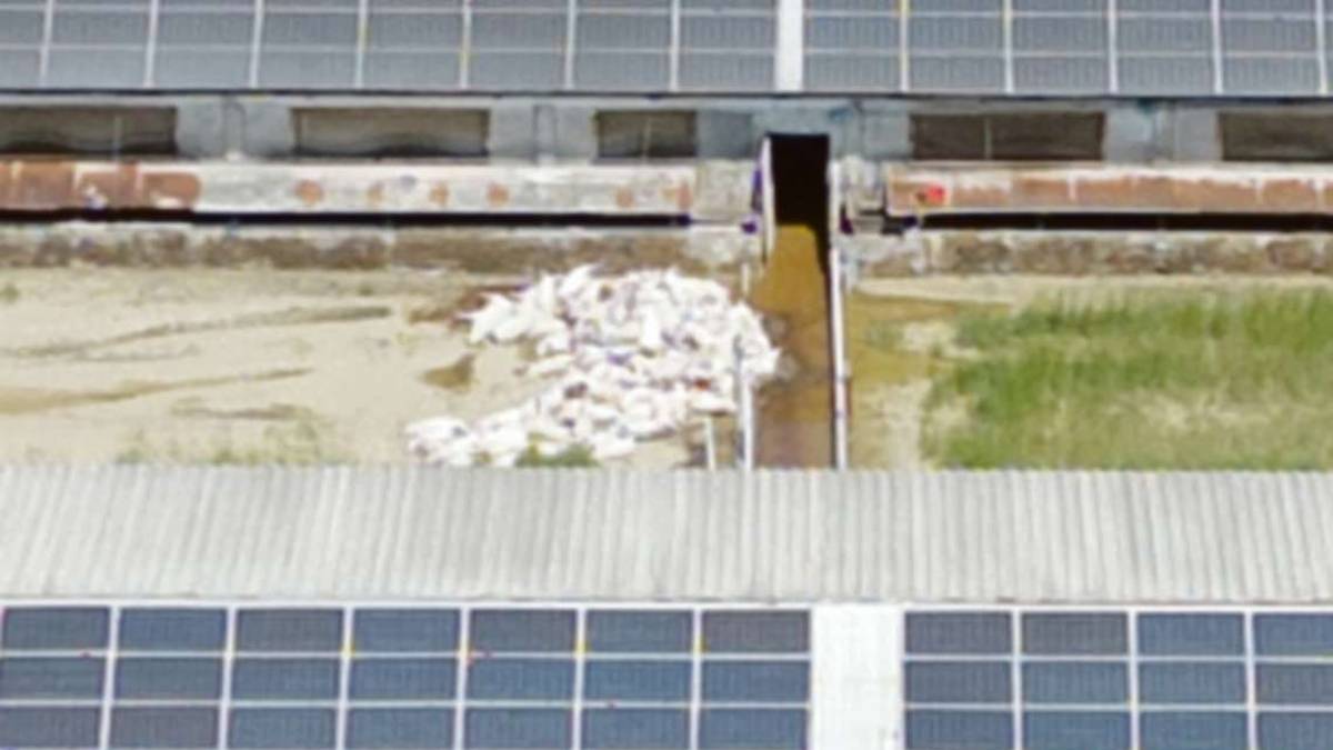 Bertinoro, 4mila maiali morti nell'alluvione