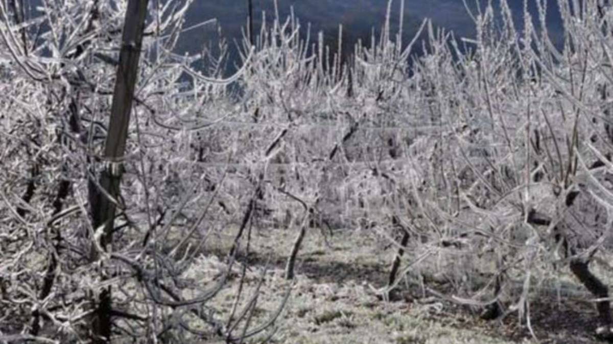 Imola, frutti rovinati da gelo e grandine da valorizzare