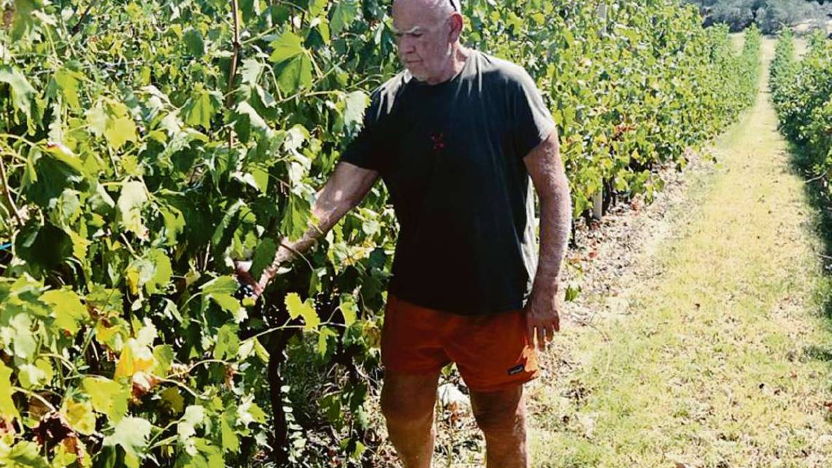 Forlì. Vendemmia in arrivo, poco vino ma di ottima qualità