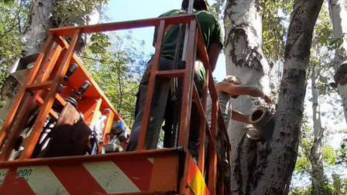 Faenza, potano rami al parco Bucci e trovano una famiglia di ghiri
