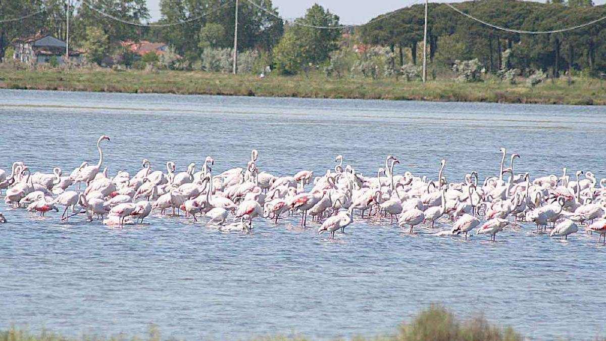 Il fenicottero di Cervia: rosa shocking e monogamo