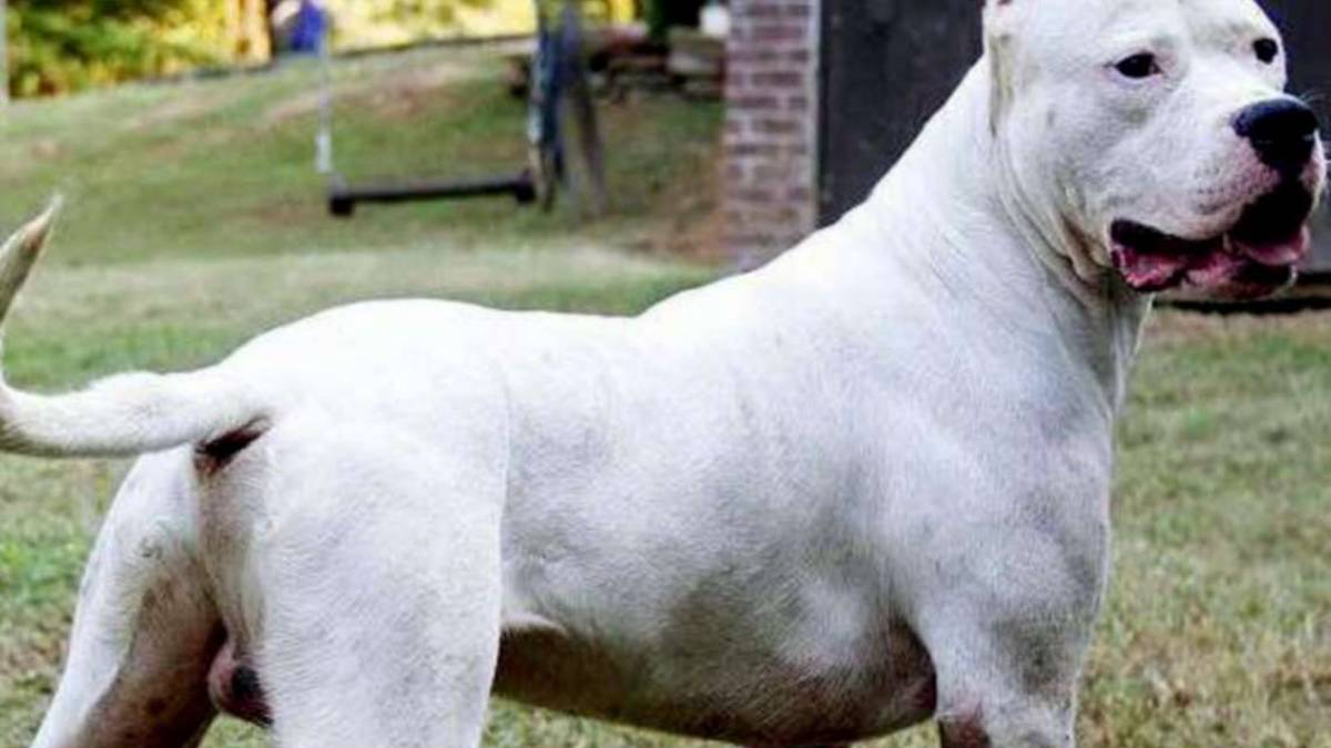 Brisighella, il morso di quel cane mi ha portato via un muscolo, da allora vivo un inferno