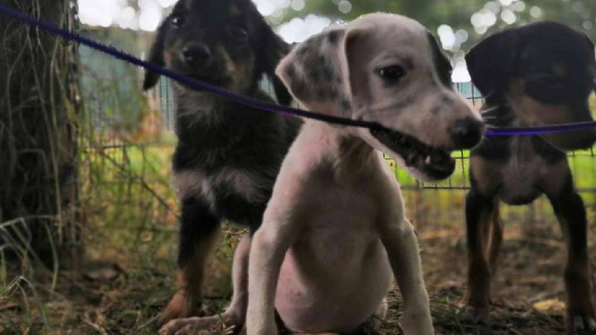 Ravenna, il numero di cani adottati supera quello dei bambini nati