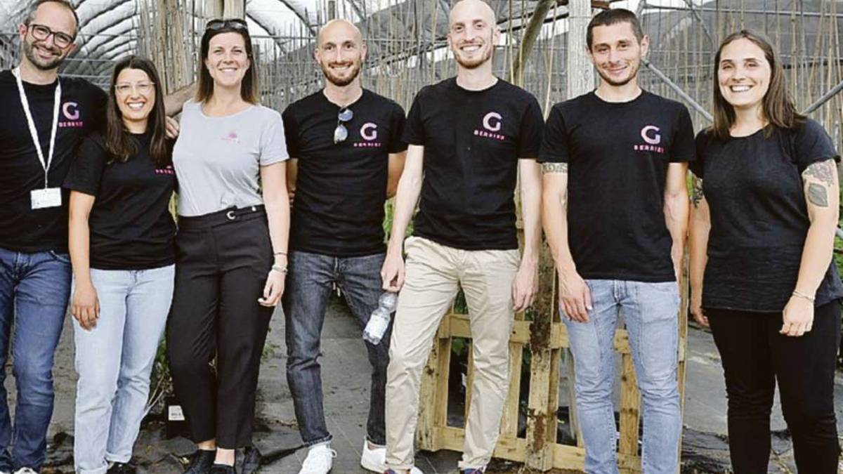 Facili e adatti al territorio, arrivano i nuovi lamponi