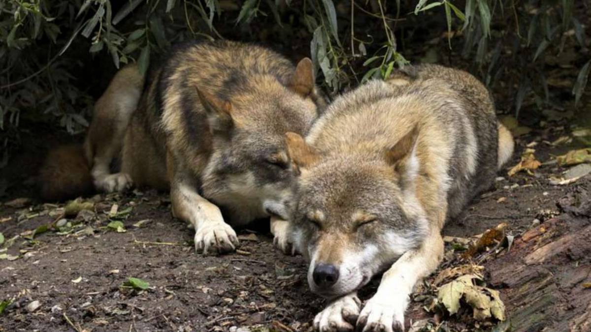 Imola: lupi sul territorio, il Cai si allea con il Wolf Apennine Center