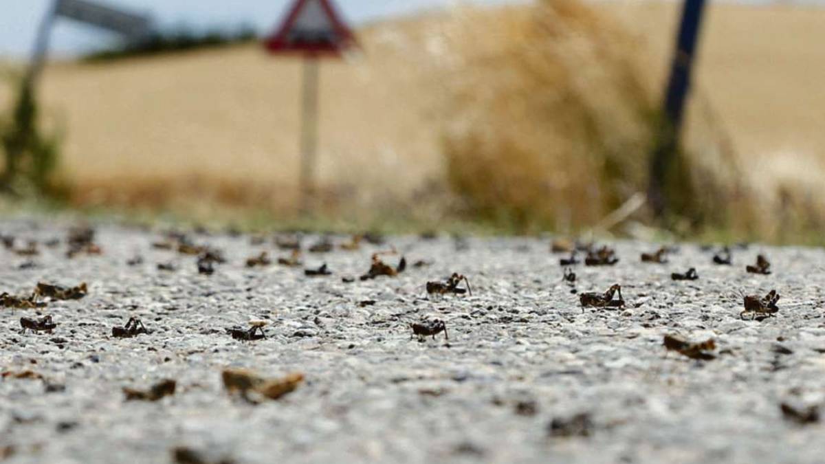 Cesena, invasione choc di cavallette: collina devastata
