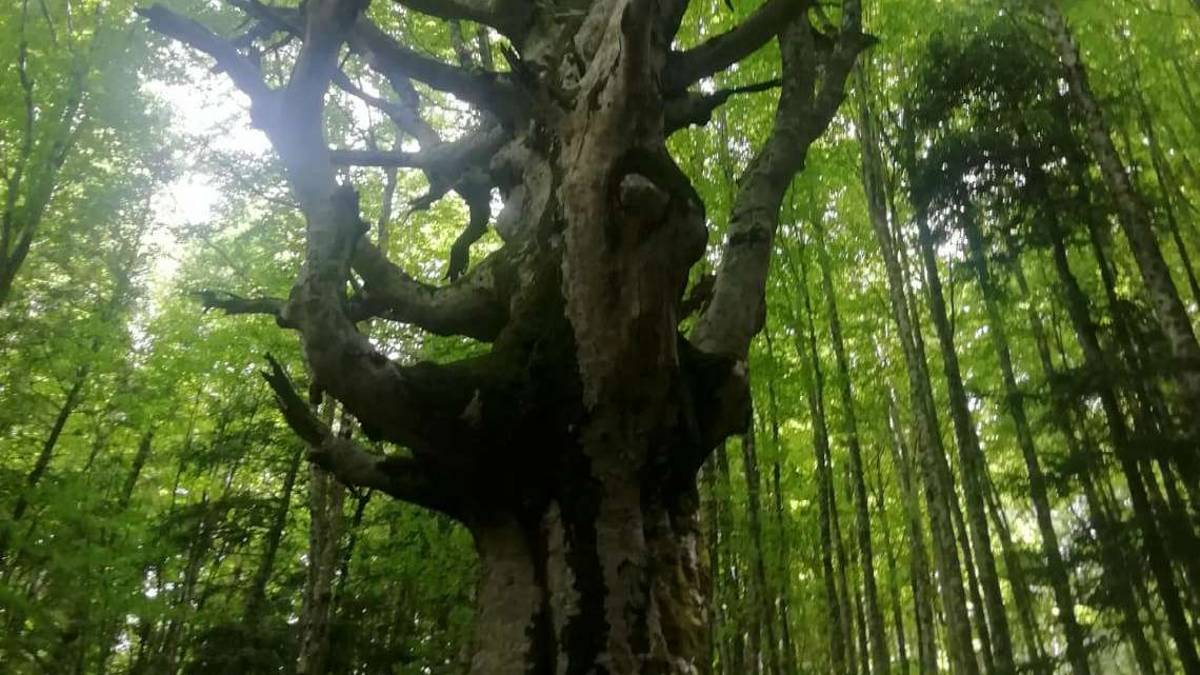 Preservare la biodiversità con una rete di monitoraggio