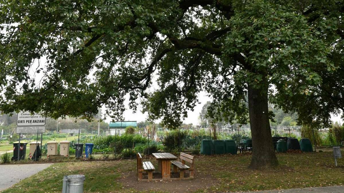 Querce secche pericolose al parco Poldo, allarme alla Cava