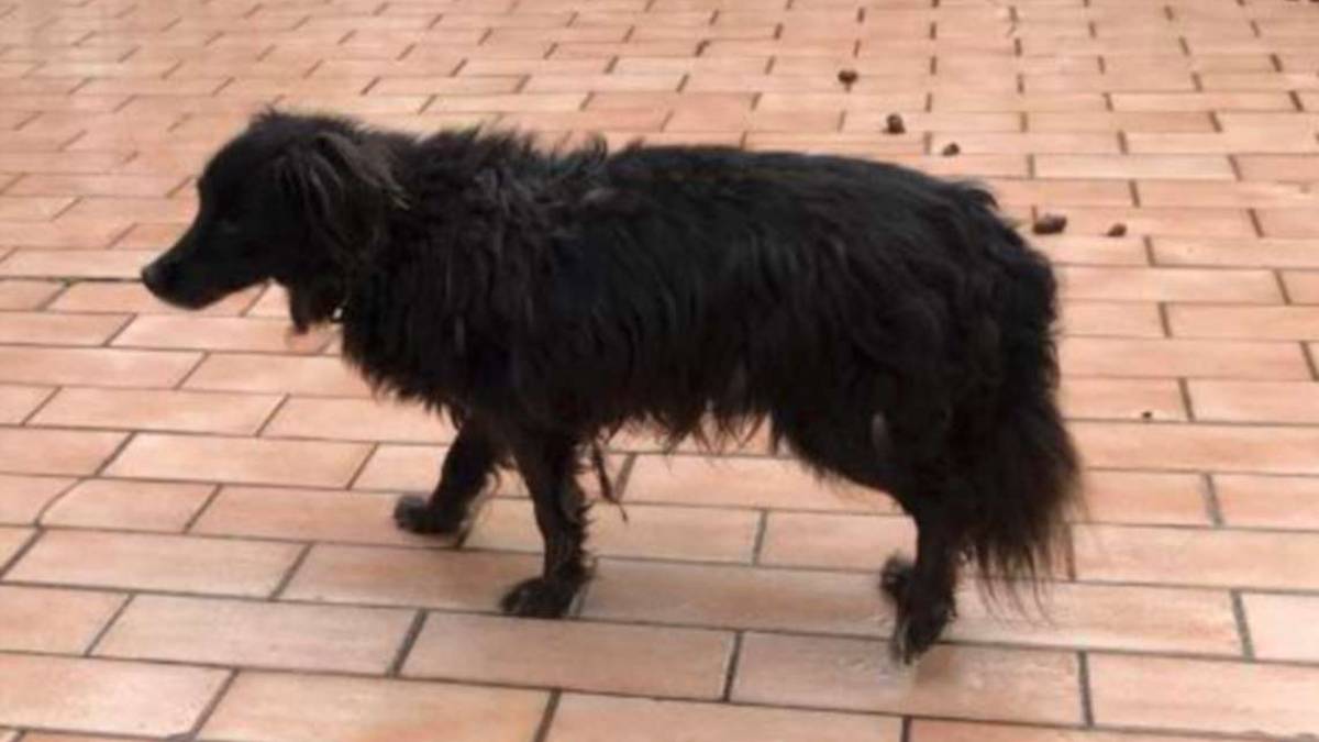 Chicca è rimasta sola nella sua grande casa