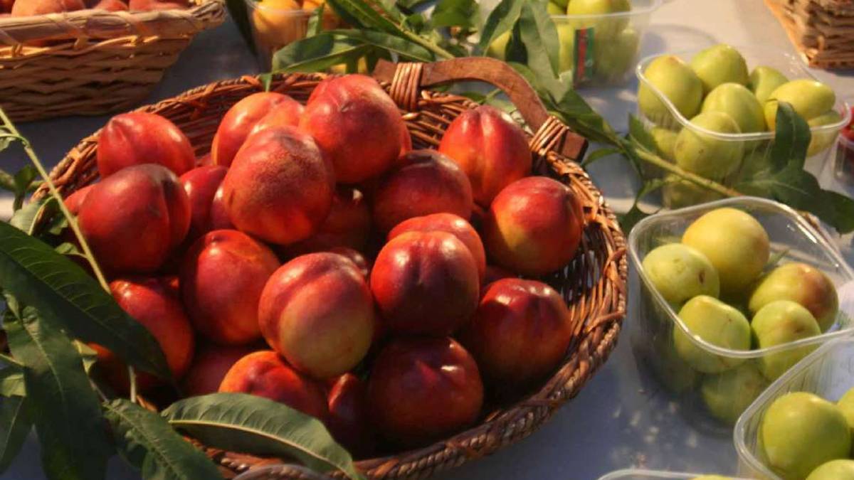 Pesca e agroalimentare: la strategia dell’Alleanza per vincere