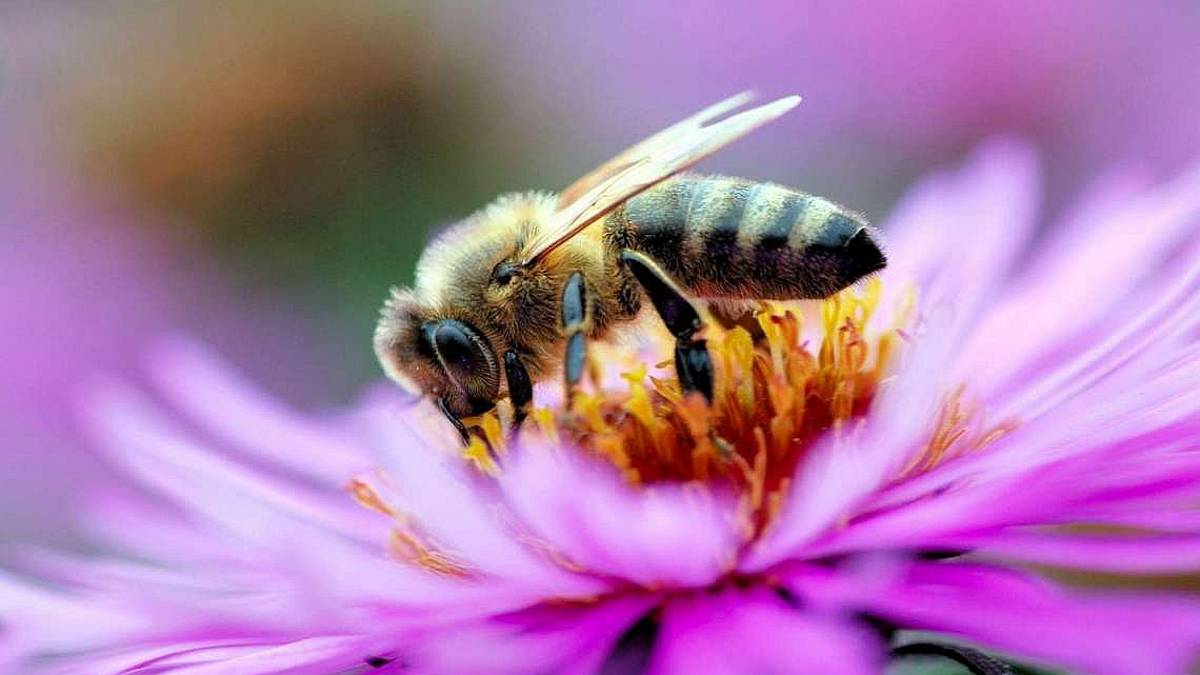 Api e vespe, rischi e pericoli delle reazioni alle punture