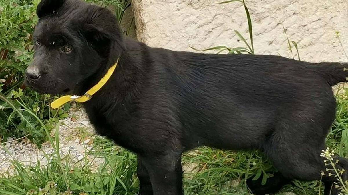 Un Babà di pura energia in cerca di famiglia