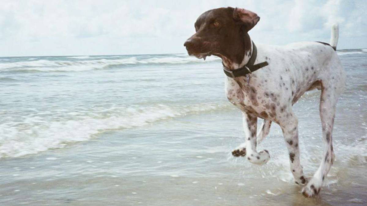 Ravenna, filmata mentre picchia il cane in spiaggia. Denunciata