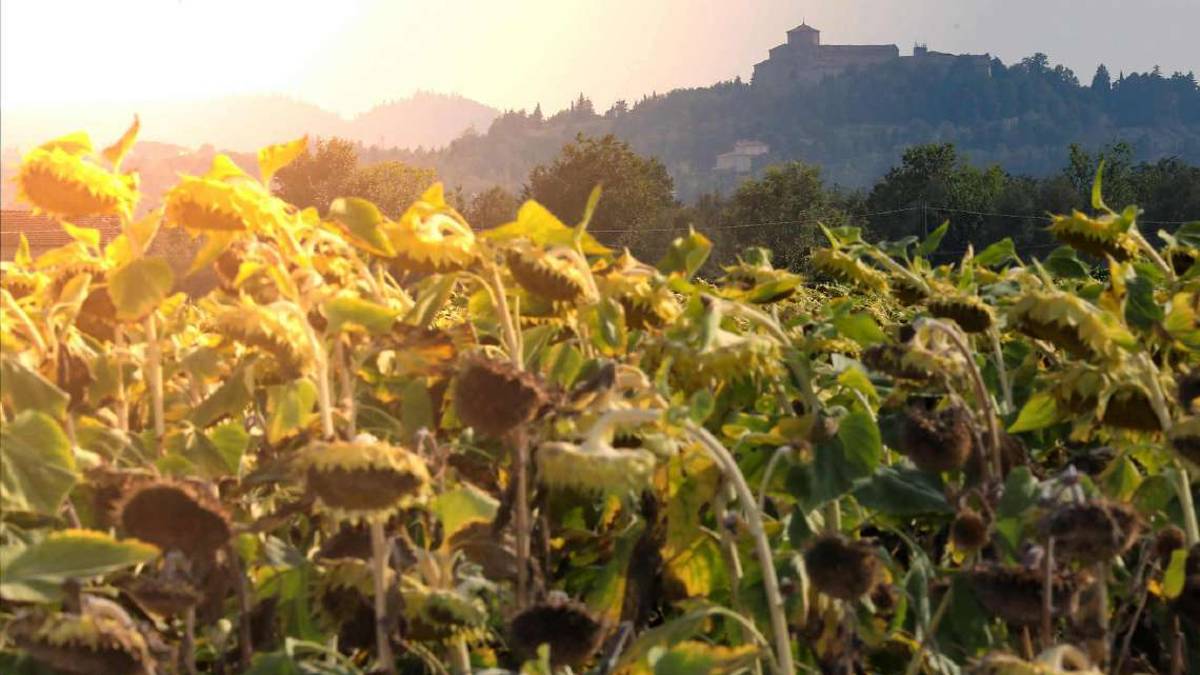 Riscaldamento globale: la zona di Cesena è tra le meno colpite