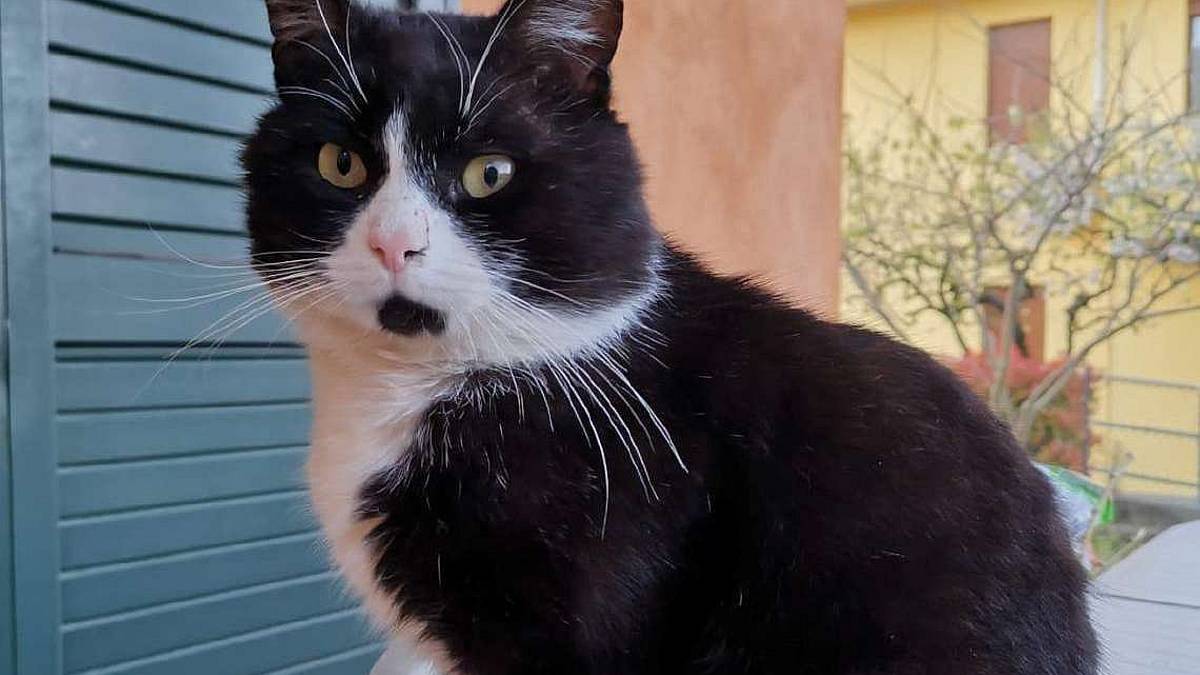 Il gatto bianco e nero