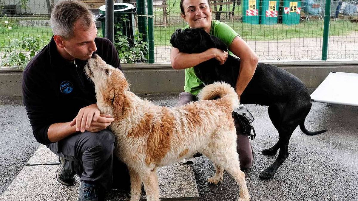 Meno cani abbandonati e crescono anche le adozioni
