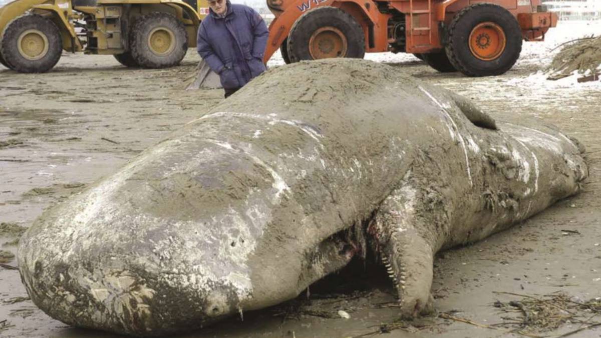 Difesa dei cetacei in Adriatico: ecco le squadre di salvataggio